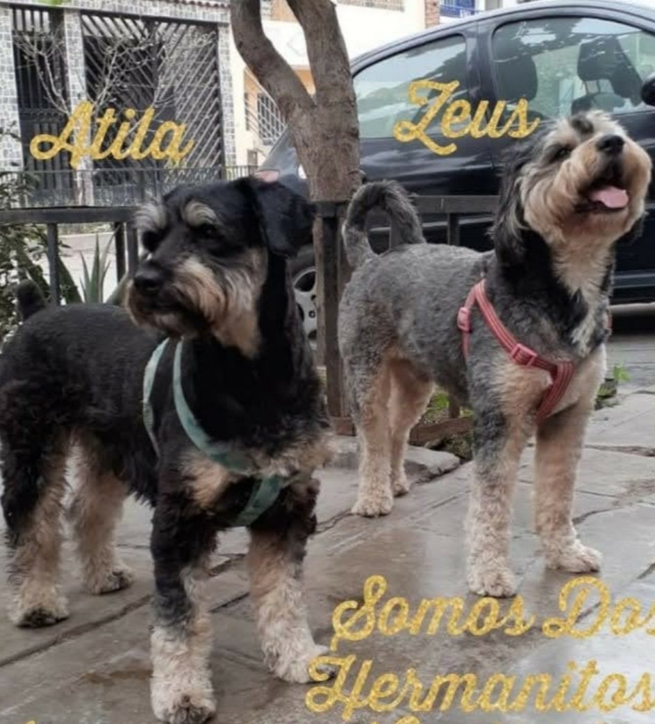 Regálame 10' 🙏🏽 Atila y Zeus buscan y necesitan hogares. Su dueña se va a vivir al extranjero en 20 días,no los puede llevar,no tiene familia en Perú,me dijo"si no les encuentro adoptante,los haré"dormir"Son perros nobles,buenos,sanos,.merecen VIVIR! XFA RT. Info 984266855 #Lima