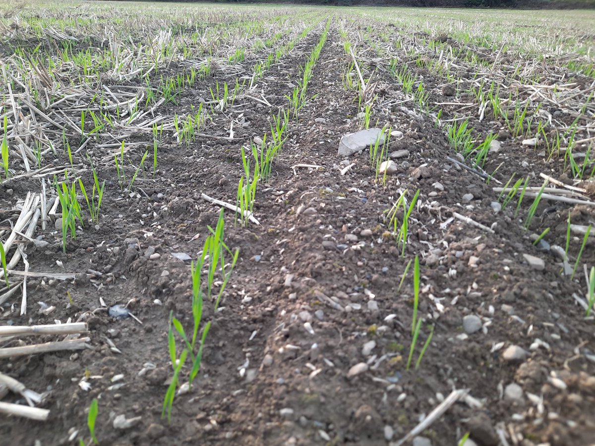 No-Till and Min-Till Spearhead winter wheat off to an excellent  start <a href="/DrummondsAgri/">Drummonds</a>