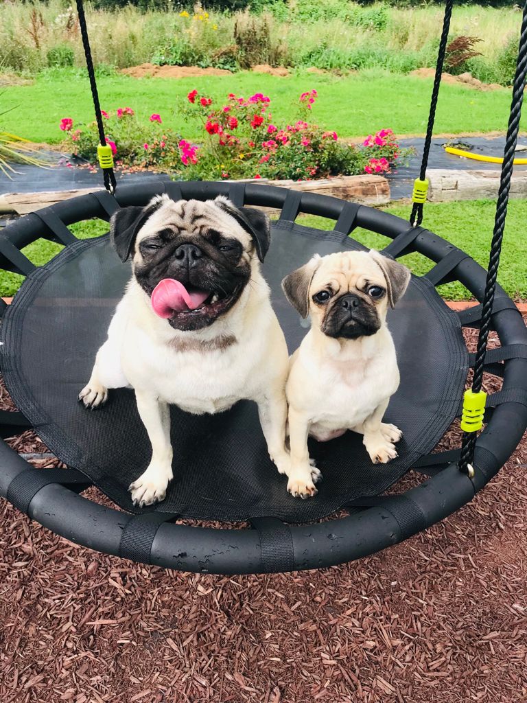 scamp_champ's tweet photo. Hiya pals. Hope you've all been keeping well. I'd like you all to meet my wee sister Monchia. Isn't she a wee darling 💚💚 https://t.co/ysJmqiZ1nW