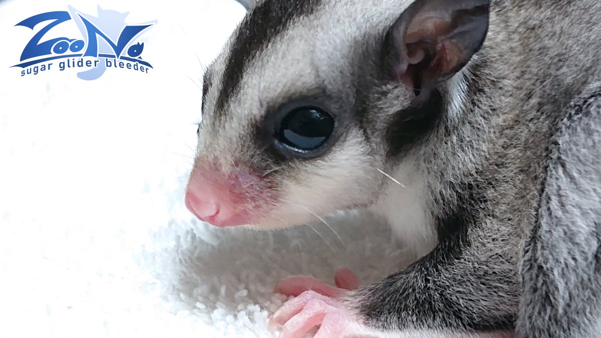 Etiqueta モモンガ En Twitter