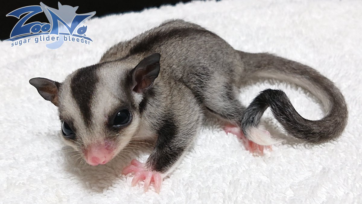 Etiqueta モモンガ En Twitter