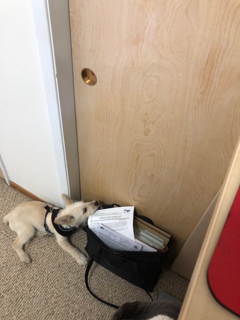 AnimalFriendsR1's tweet photo. #FeelGoodFriday #happytails
"Rip" (now "Cody") has been adopted from @AnimalFriendsR1 and is loving his new #foreverhome! He loves playing with his new big brother and enjoying his favorite pastimes: chewing and sleeping.
#afrp #animalfriendsrescueproject #adopted https://t.co/wLoG7MD9Hs