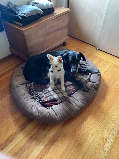 AnimalFriendsR1's tweet photo. #FeelGoodFriday #happytails
"Rip" (now "Cody") has been adopted from @AnimalFriendsR1 and is loving his new #foreverhome! He loves playing with his new big brother and enjoying his favorite pastimes: chewing and sleeping.
#afrp #animalfriendsrescueproject #adopted https://t.co/wLoG7MD9Hs