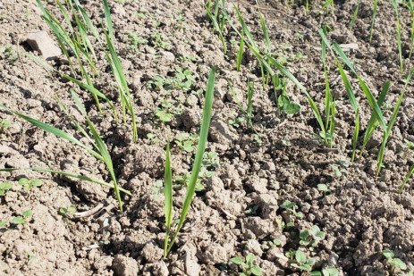 pennstate_perry's tweet photo. Small Grains: Problem Weeds and Herbicide Options from Penn State Extension's Dwight Lingenfelter.  https://t.co/CssE6VZyDM https://t.co/wADnPutGmd