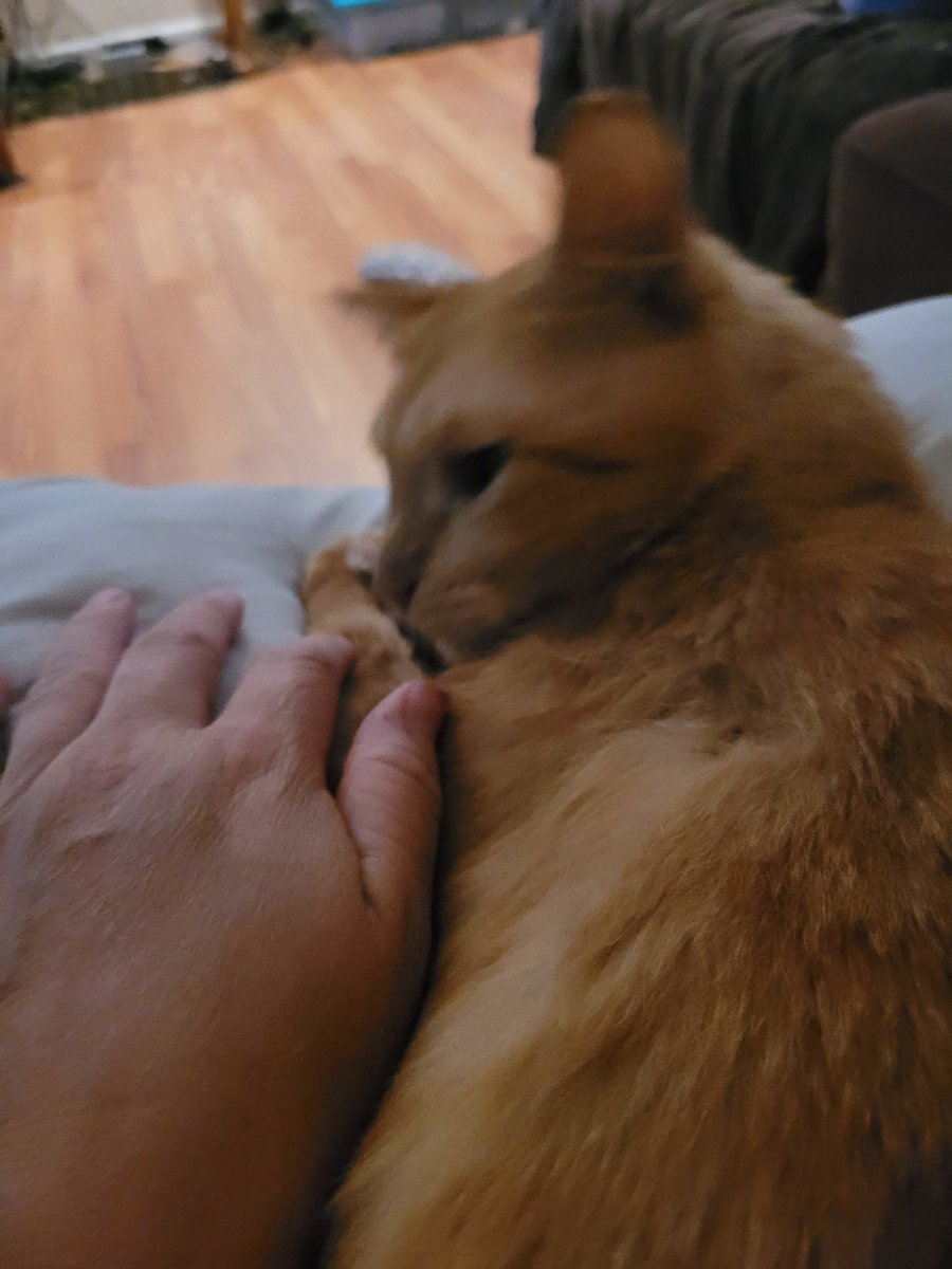 lynnslagle42's tweet photo. Doing the same thing today as last night. Sittin on mommy's lap and watchin human brother play his new video game. Mommy took off work to spend whole day wiff me! (Not really) #cerebellarhypoplasia #chlove #wobblykitty #chkitty #wrappedaroundmypaw #spoiled #kingedgar #mommysboy https://t.co/91QyaTK54m