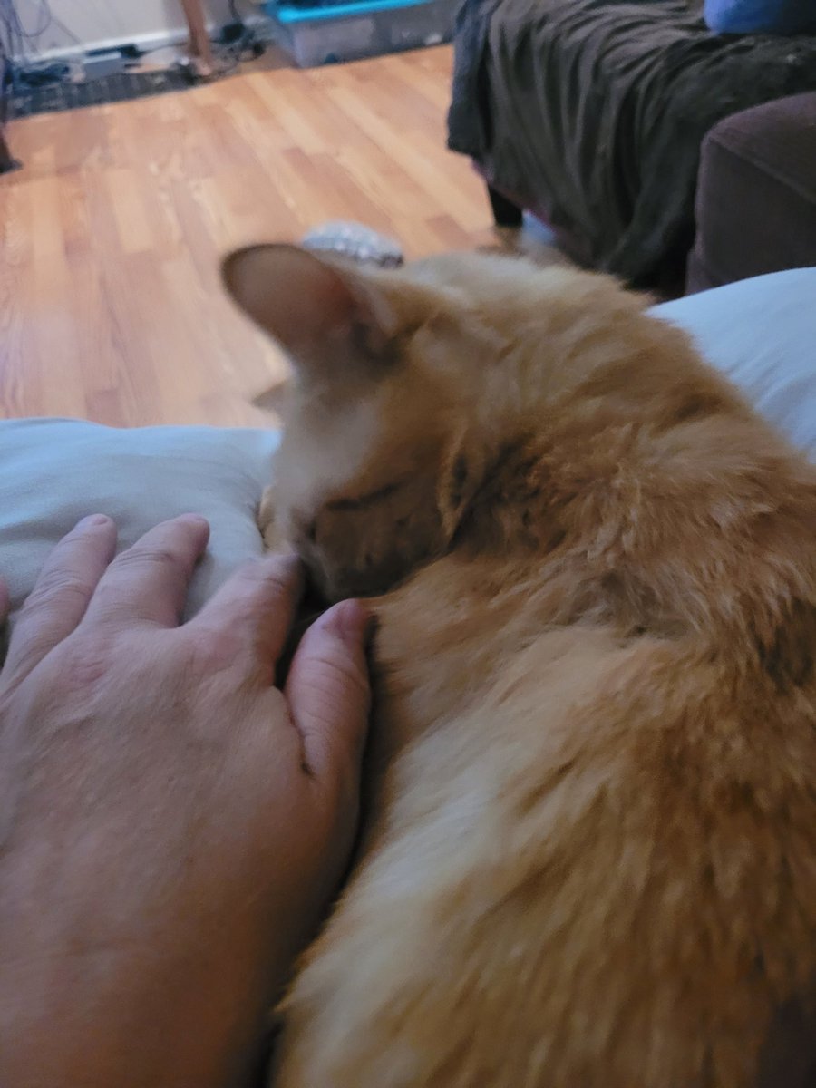 lynnslagle42's tweet photo. Doing the same thing today as last night. Sittin on mommy's lap and watchin human brother play his new video game. Mommy took off work to spend whole day wiff me! (Not really) #cerebellarhypoplasia #chlove #wobblykitty #chkitty #wrappedaroundmypaw #spoiled #kingedgar #mommysboy https://t.co/91QyaTK54m