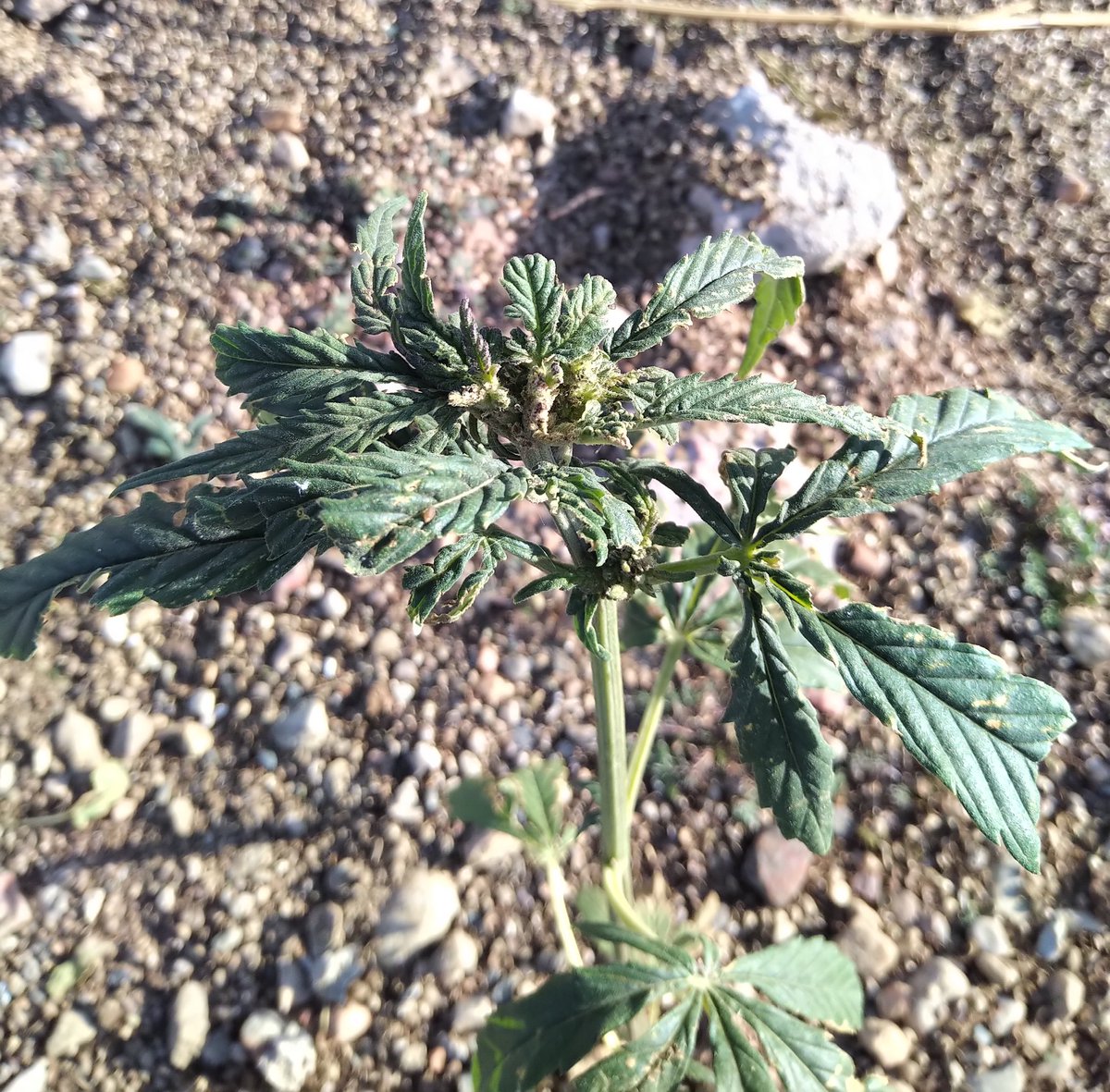 TempleGrower's tweet photo. Some daaaaaank @Tilray-level shit here. Peep the trichromes on this strand. Gonna be smokin' GOOD tonight.😤🤤🌱

#Croptober #GrowYourOwn #Volunteer #Cannabis https://t.co/KybdP8sk2V