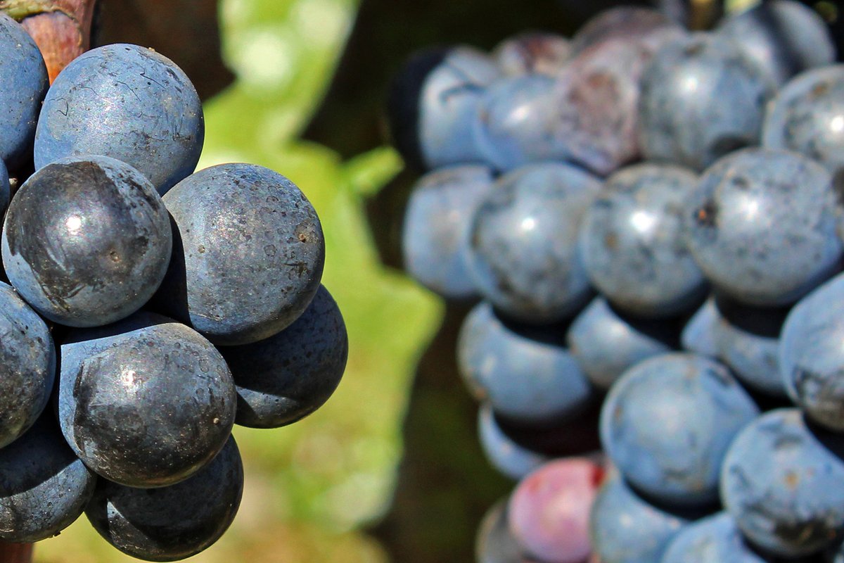 Carinyena a punt per collir, aquesta setmana a la vinya.

Descobreix les diferents propostes de #Carinyena de cellers catalans de diferents zones vinícoles:

🍇 compravionline.com/directe-casa/c…