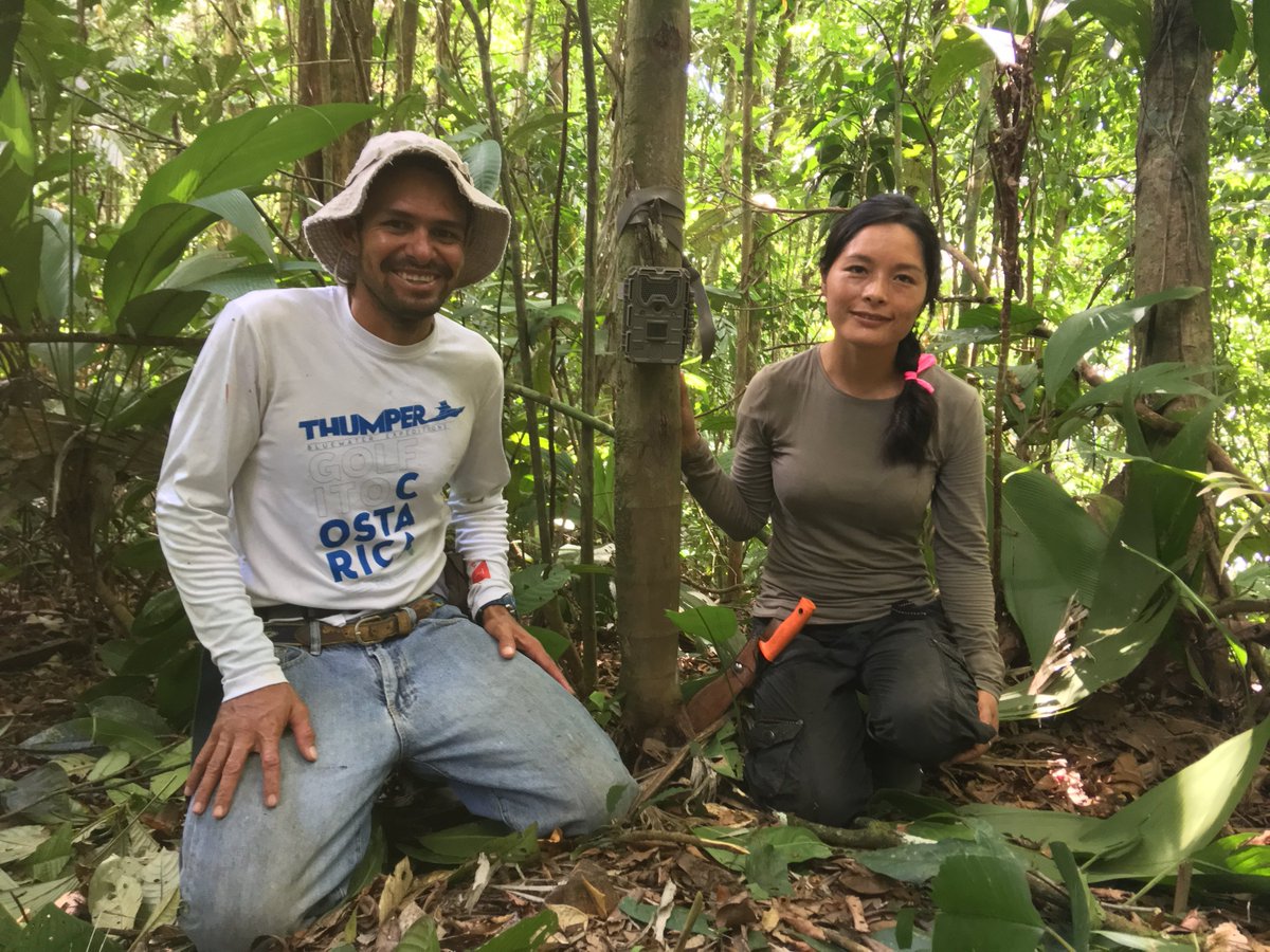 New #research in <a href="/ConBiology/">Conservation Biology</a> shows human impact on #wildlife including #endangered tapirs, jaguars, pumas, etc. With #communitysupport, this network deployed the largest camera-trap grid in #CentralAmerica to study #biodiversity in #CostaRica's #OsaPeninsula.