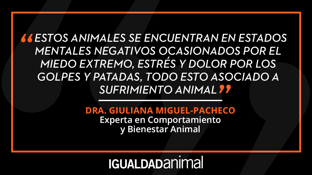 IA_Mexico's tweet image. ❌  Todo lo que registramos en el rastro de #Hidalgo provoca sufrimiento a los #cerdos, que al no ser aturdidos les espera la más terrible de las muertes y agonías.

¡Apoya nuestras denuncias para que sean sancionados! Firma ahora👇
igualdadanimal.mx/actua/maltrato…

#CrueldadEnHidalgo
