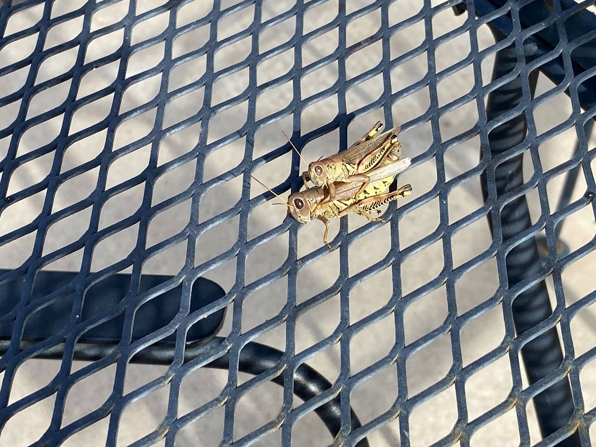 annie_tibeau's tweet photo. I was going to have my morning coffee on the back patio but these two got there first. #Dibbs #MorningSun #TookSomeTime https://t.co/yQx0pSz2Ch