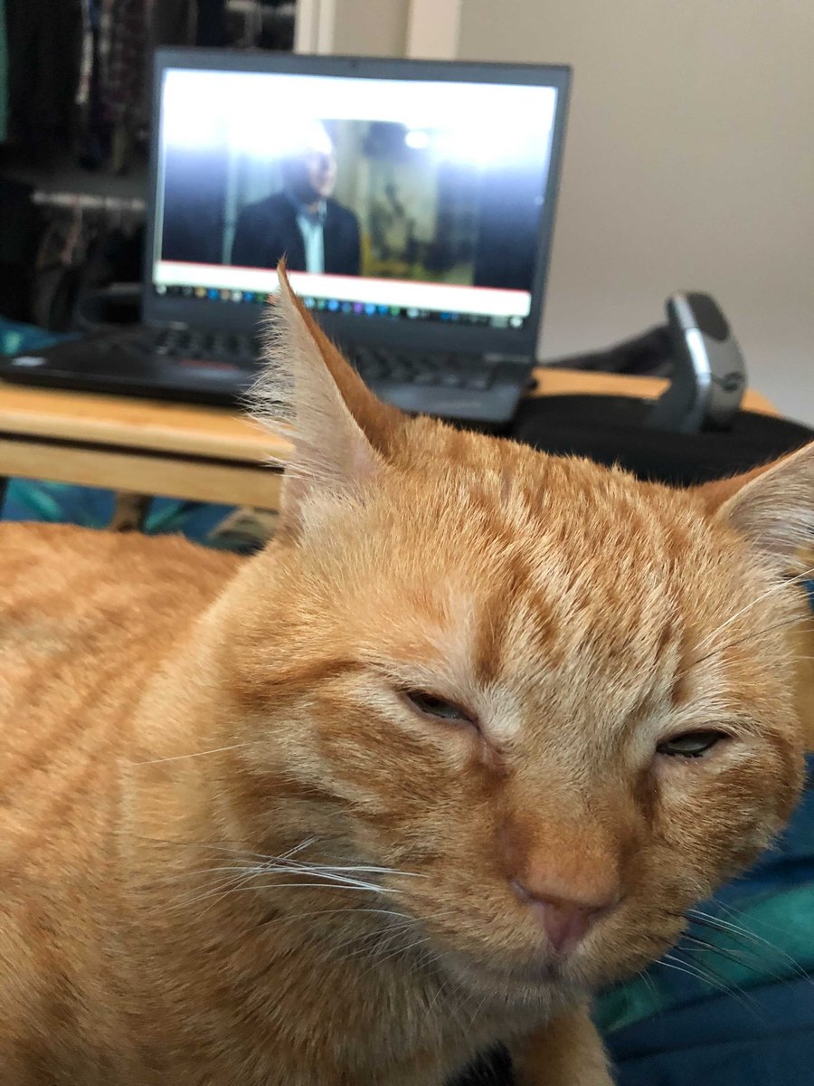 autodesku's tweet photo. This is Obiwan Potato. He's had a long but rewarding week at #AU2021. Who else can relate 😂 #PetsofAU https://t.co/97SCkQcVQF