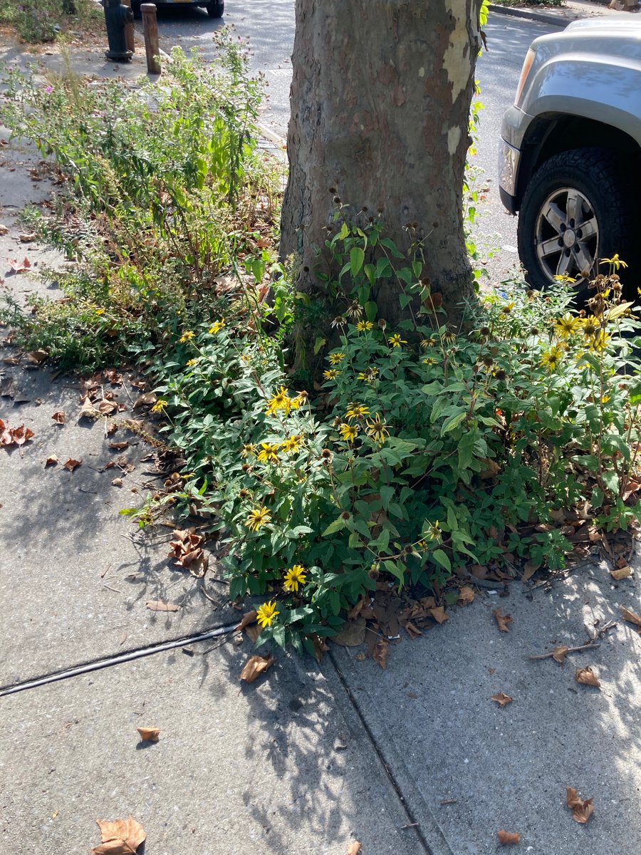benwadejones's tweet photo. My most successful urban wilding intervention. Tree pit on 19th St btw 7/8th aves, right next to the expressway. Spread #wildflower seeds 5 yrs ago. #oxeyesunflower #aster #rudbeckia #snakeroot #goldenrod https://t.co/PZjRzckonQ