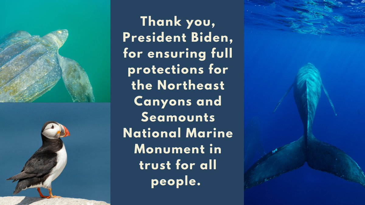 juliepackard's tweet photo. Fantastic news! The Northeast Canyons and Seamounts are special places where ocean life thrives. President Biden has restored their full protections as a Marine National Monument. From @MontereyAq and 29 colleagues across the US: Thank you, @POTUS! https://t.co/M3mQk3Ghqe https://t.co/WlIgNBTEEE
