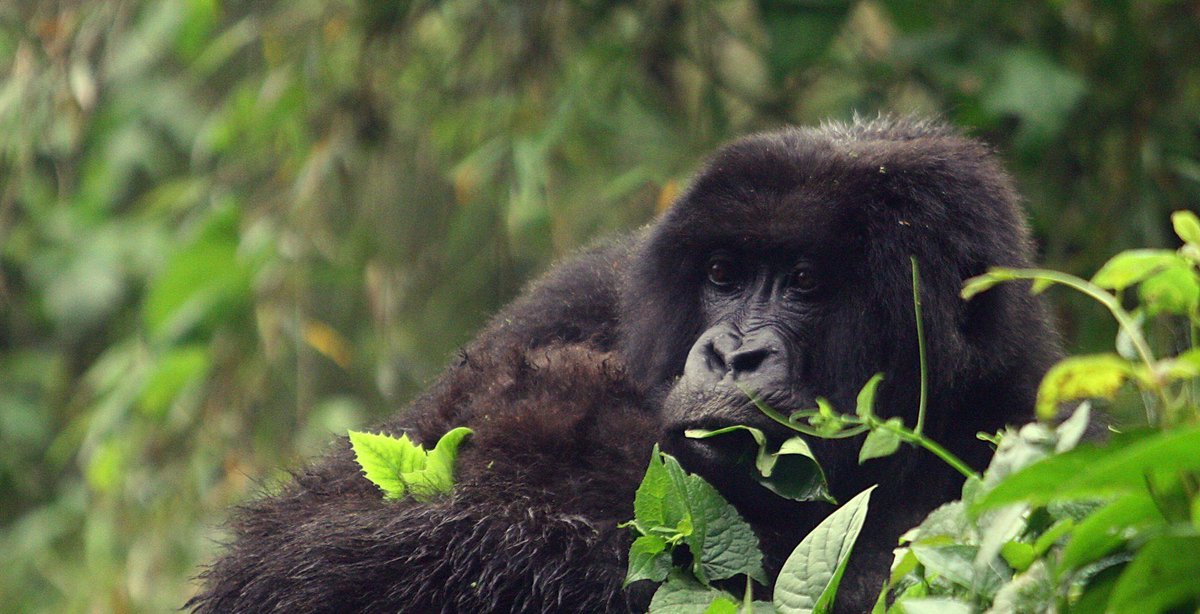 showMeRwanda's tweet photo. Gorilla Safaris in Virunga
Volcanoes National Park, part home to Rwanda’s Virunga Mountains and possibly the best place in the world for mountain gorilla trekking – is Africa’s oldest park and as such makes for an extraordinary experience
#visitrwanda #safari #RWoT #akagerasafari https://t.co/AntLepT3cf