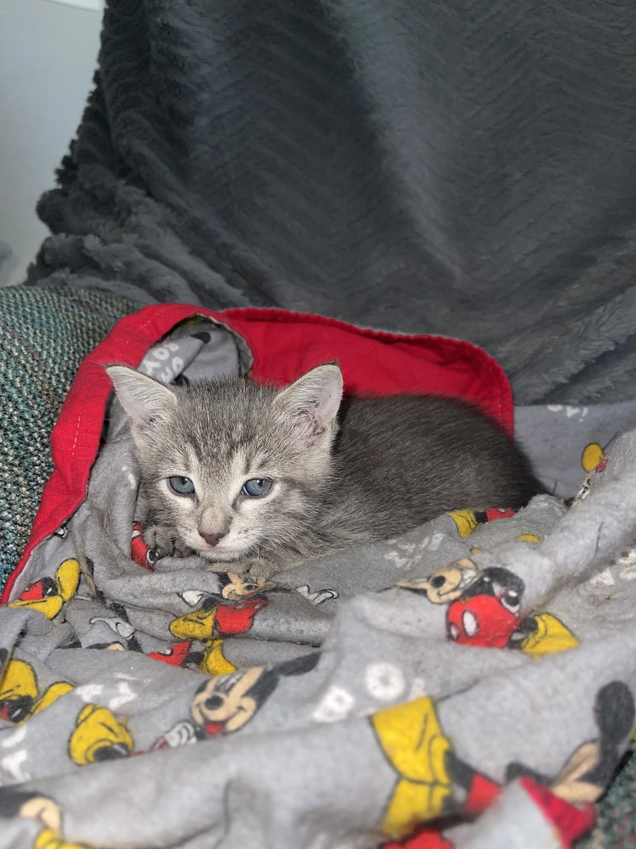 techchelle tweet media