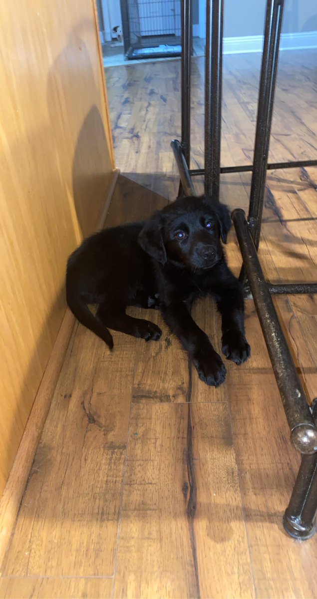 AtomicSqwert's tweet photo. New puppy gang https://t.co/jxUHXryhdy