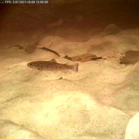 bachlaeufer's tweet photo. Like to watch some fishy clips? 🎞🍿🐟
@tuBraunschweig
@umweltstiftung
@VattenfallGroup
#migramp #flumefriday #ecohydraulics #fishmigration #blockramp #einbeck #vattenfall #älvkarleby
https://t.co/N4uPSpaPq8 https://t.co/8Zy7rWgGWb