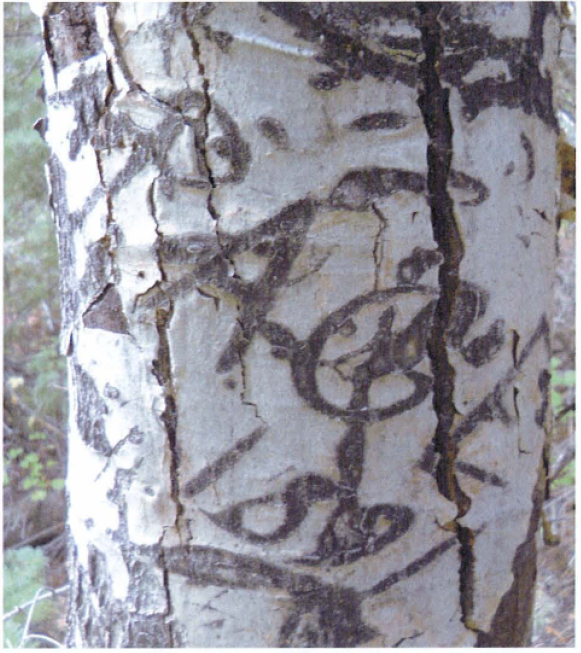 ShpoUtah's tweet photo. For this #SitestoSee #ArchaeologyFunFact here's a closer look at some Dendroglyphs in Bryce Canyon.
1) 1936 A G
2) One of the oldest dendroglyphs recorded in the area
3) "Watts Agner, Tropic Utah" (reclaimed a bit by the tree)
4) Drawing of a particularly elaborate dendroglyph https://t.co/pFk1n81UbA