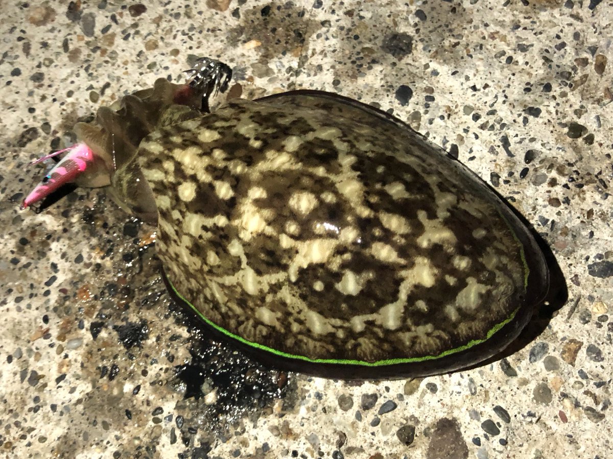 おぴいこ参上 Hfb やっとこの日が来ました 前回のリベンジで場所を変えての夜釣りで 初イカのコウイカをお迎え 朝マズメまでは時間があるので引き続きエギを投げまくり 後は念願のアオリイカが釣れる事を祈るのみ 取り敢えず 嬉しい1杯