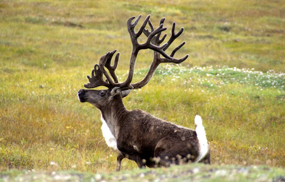 jocelynpoissant's tweet photo. We are recruiting 2 PhD students for conservation genomic projects on endangered caribou in British Columbia (MSc and postdocs could also be considered). These are fully funded by an NSERC Alliance Grant and open to international students.  Review of applicants will start Oct 15. https://t.co/Hmg8VtWTO6