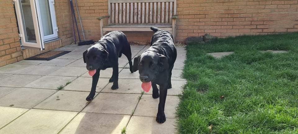 StormLabrador's tweet photo. My auntie looked after me and my nephew/housemate Bolt today. My mammy and daddy love the photos she took 💕 https://t.co/2KipXPkLwr