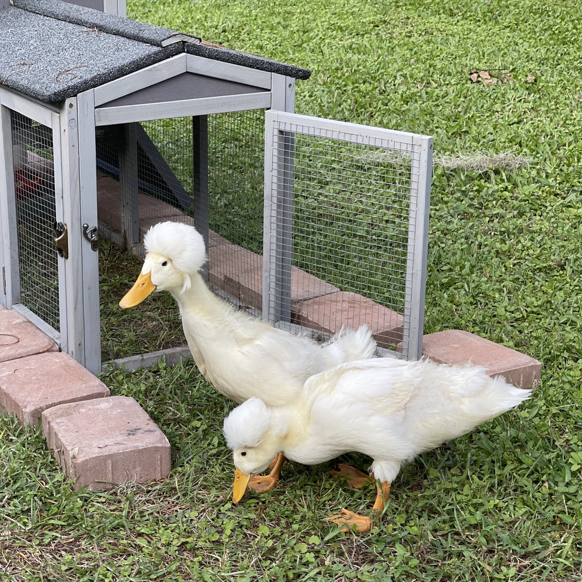 techchelle tweet media