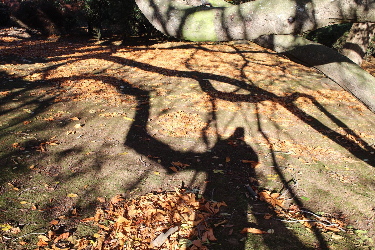 Awaiting #Spring #DunedinBotanicGardens #NZ