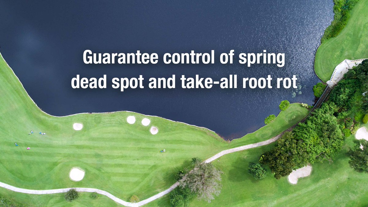 SyngentaTurf's tweet image. ⚠️ #Springdeadspot and #takeallrootrotcan cause serious, long-term damage if left untreated. 

Follow our proven assurance program to keep your course healthy and playable: ow.ly/HzV250GkoCD