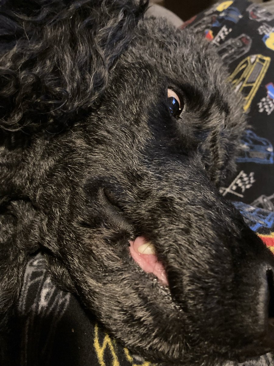 gforcewhoo's tweet photo. @philnottingham Poodle pics for your viewing pleasure https://t.co/npwizNVE2h
