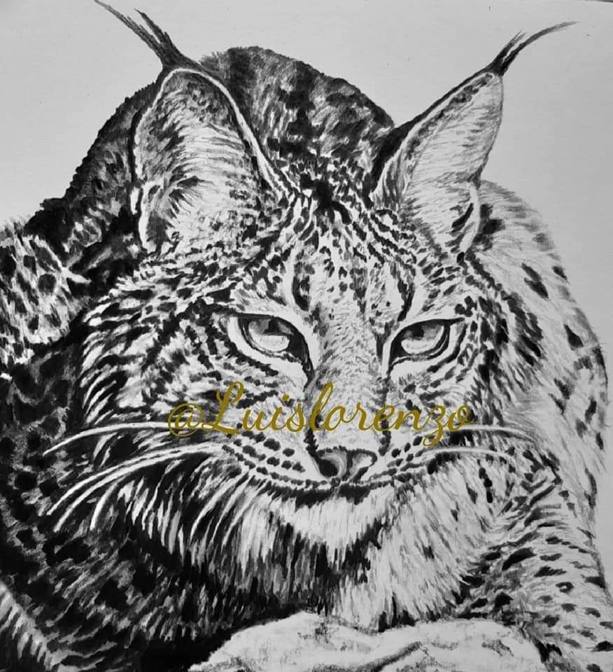 Dibujo a mano lince dibujos animados lince contorno doodle estilo vector de stock 2124687 Crushpixel #48 Dibujo a mano lince dibujos animados lince contorno doodle estilo vector de stock 2124687 Crushpixel