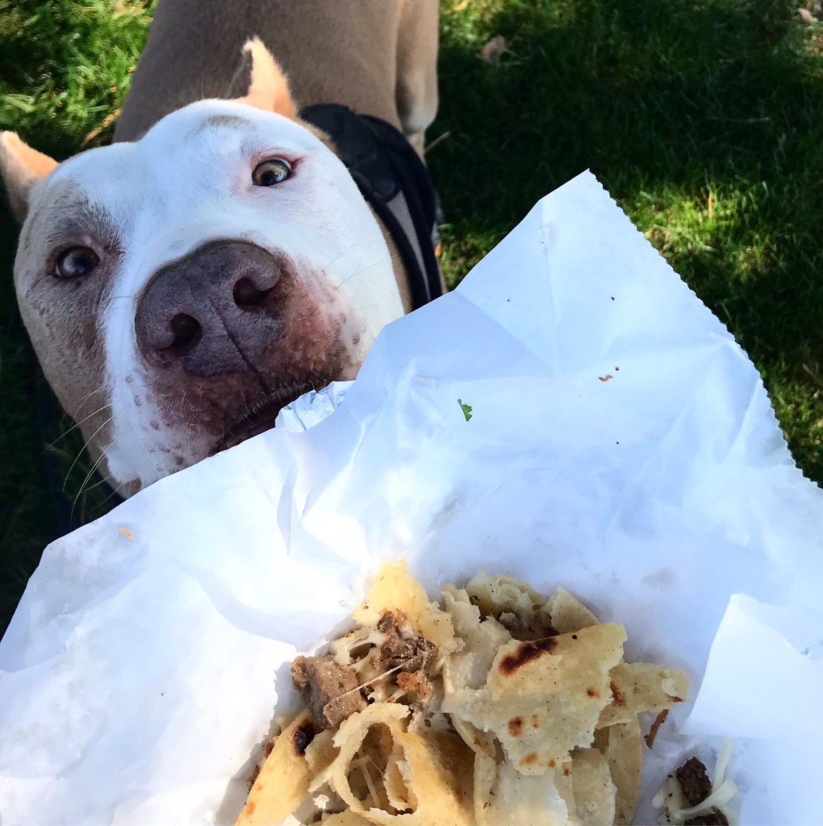 AngelaTague's tweet image. Lunch break date with this handsome fellow! Someone is eager to dig into his steak and cheese taco from the taco truck. He loved it! And I had the amazing Super Nachos veggie-style. 😋 

#FridayVibes #AdventuresWithLeo #TacosForever #LunchBreak