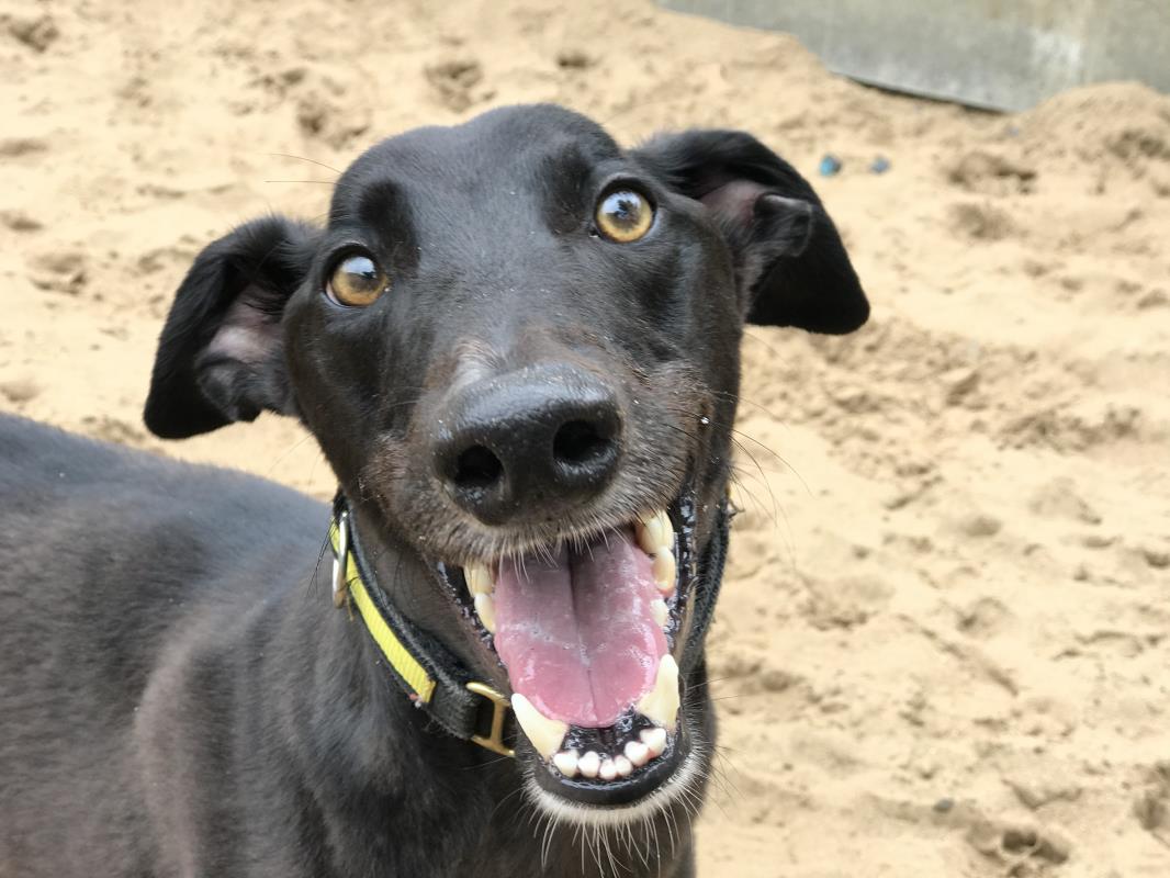 Please retweet to help AJ find a home #DEVON #ENGLAND 
DETAILS or APPLY👇
dogstrust.org.uk/rehoming/dogs/…
#dogs #pets #animals