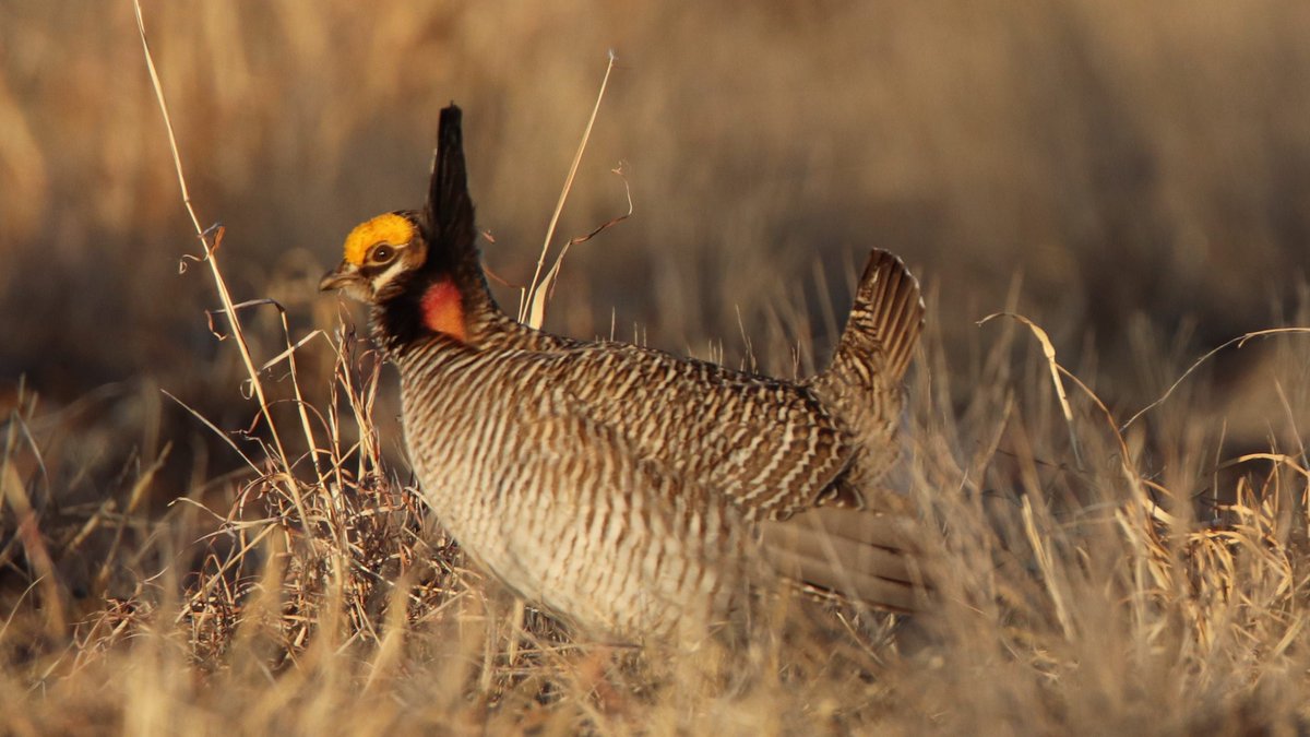 Keeping native range intact is a key strategy to maintaining and restoring wildlife populations, like the LEPC. This recent purchase by New Mexico does just that and more - it links other native grassland habitat to make even more room for wildlife. 👍👍 buff.ly/3lnAzJw