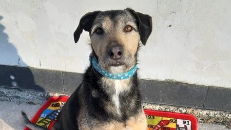 Please retweet to help Danny find a home #LIVERPOOL #ENGLAND 

 HE'S BEEN IN THE SHELTER FOR 3 YEARS! 

Now aged 9, looking for and experienced adult home as the only pet. Please share to help him?

DETAILS or APPLY👇🍀
freshfields.org.uk/animals/danny/
#dogs #pets #animals #AdoptDontShop