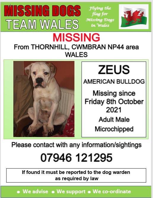 🔺 ZEUS 🔺 #MISSING FROM #THORNHILL, #CWMBRAN, #NP44 area WALES 🏴󠁧󠁢󠁷󠁬󠁳󠁿 
❗SINCE FRIDAY 8/10/21.
❗PLS WATCH OUT FOR ZEUS AND CALL NUMBER ON POSTER WITH ANY SIGHTINGS TY 

facebook.com/groups/1919091…

<a href="/juliagarland73/">Helping the lost home #TeamWales 🇬🇧</a> <a href="/Anthony_Bailey_/">Anthony</a> <a href="/mazzy1412/">Mazzy Roberts</a> <a href="/AlanDaffern/">John David Alan Daffern and Davey d...all grown up</a> <a href="/CarolPoyerPeett/">Carol Poyer Peett</a> <a href="/RedWelshy/">LivingTheDream</a>