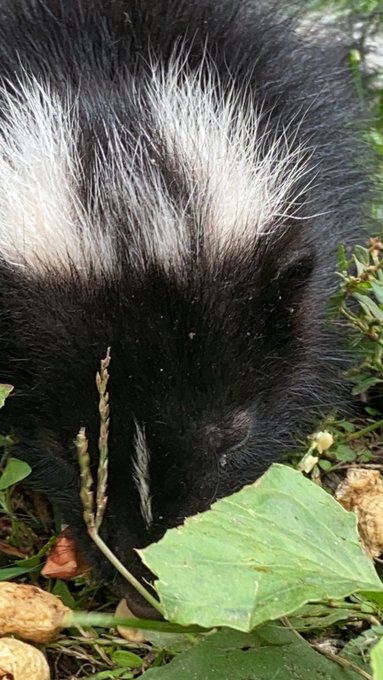 WARNING.... DO NOT WATCH IF YOU HAVE A WEAK HEART! https://t.co/1KezOsOF0Z via @YouTube https://t.co<a href="/tag/sexy"class="tags"><span>#sexy</span></a><a href="/tag/toys"class="tags"><span>#toys</span></a><a href="/tag/cougar"class="tags"><span>#cougar</span></a><a href="/tag/dp"class="tags"><span>#dp</span></a><a href="/tag/flexible"class="tags"><span>#flexible</span></a><a href="/tag/xxx"class="tags"><span>#xxx</span></a><a href="/tag/erotic"class="tags"><span>#erotic</span></a>