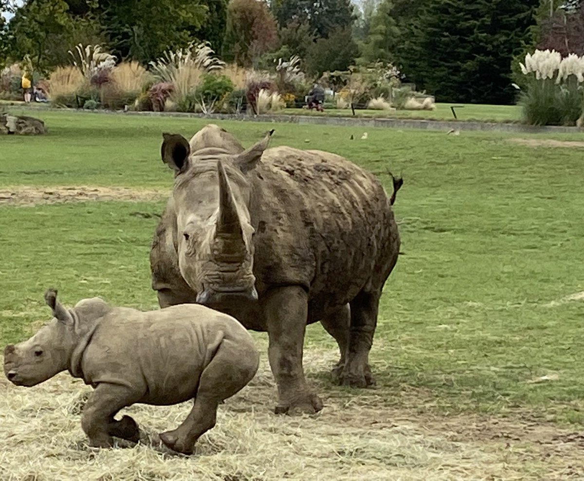 “Look how fast I can run, Mum.” #RhinosOnTheLawn ⁦<a href="/CotsWildTweets/">CotswoldWildlifePark</a>⁩