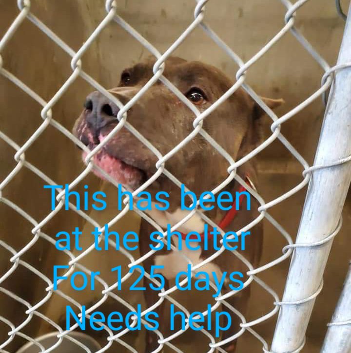 125 days no one has asked about Thor... Kennel 35 Male Pit 'THOR' Age: 5-7 Available: NOW OWNER SURRENDERED Sweet with people but not other animals. Big Spring, TX Big Spring Animal CONTROL @ Big Spring Police Department 3613 West Hwy 80 Big Spring, TX 79720