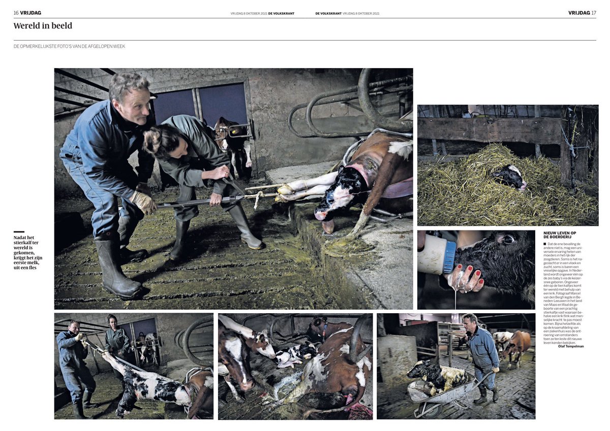 Alle ellende over het leven van een melkkoe treffend weergegeven in een zestal foto’s. En het stierkalf: weggerukt uit en bij zijn moeder. Toekomst: naar een vetmesterij en binnen het jaar geslacht. Het kán anders! <a href="/volkskrant/">de Volkskrant</a> #deprijsvanmelk #kalfenkoe #plantaardig