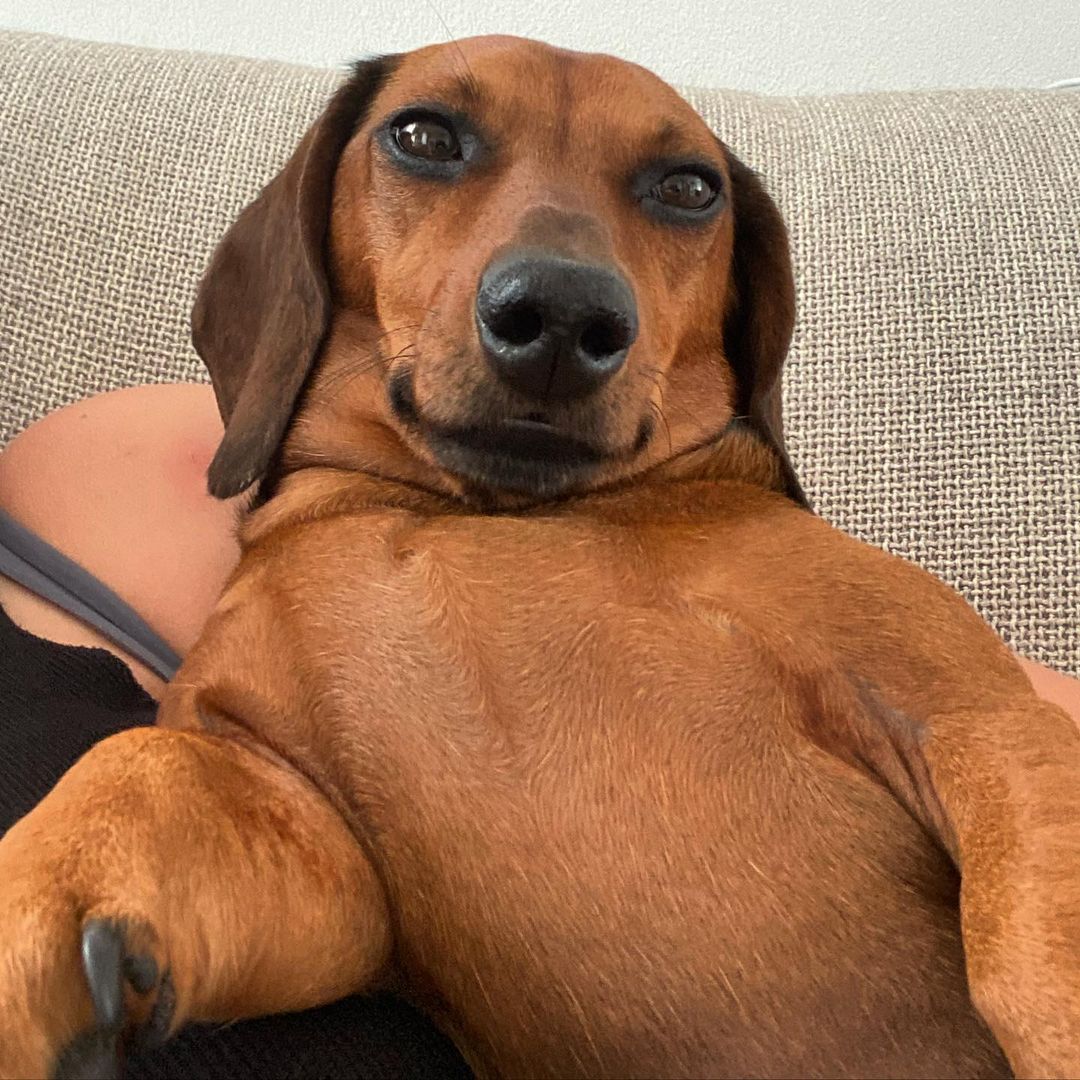 Cachorro dela aqui irmão, image size:1080x1080