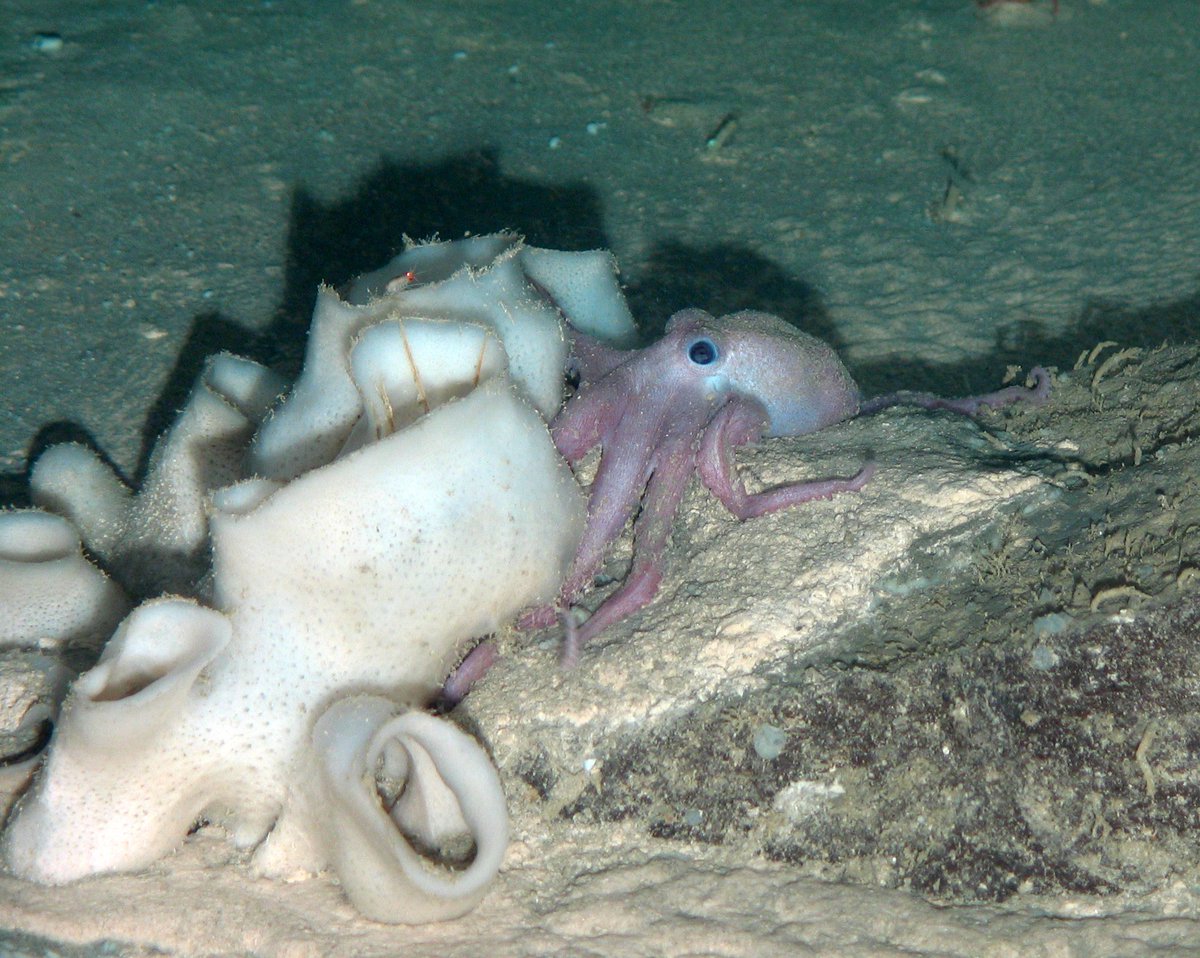 One of our favourites from the deep water west of Shetland for #WorldOctopusDay!