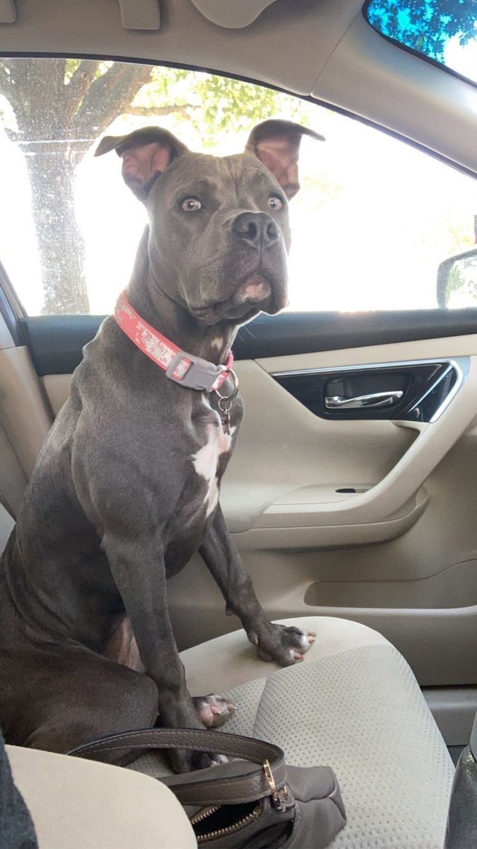 petnova2 tweet picture