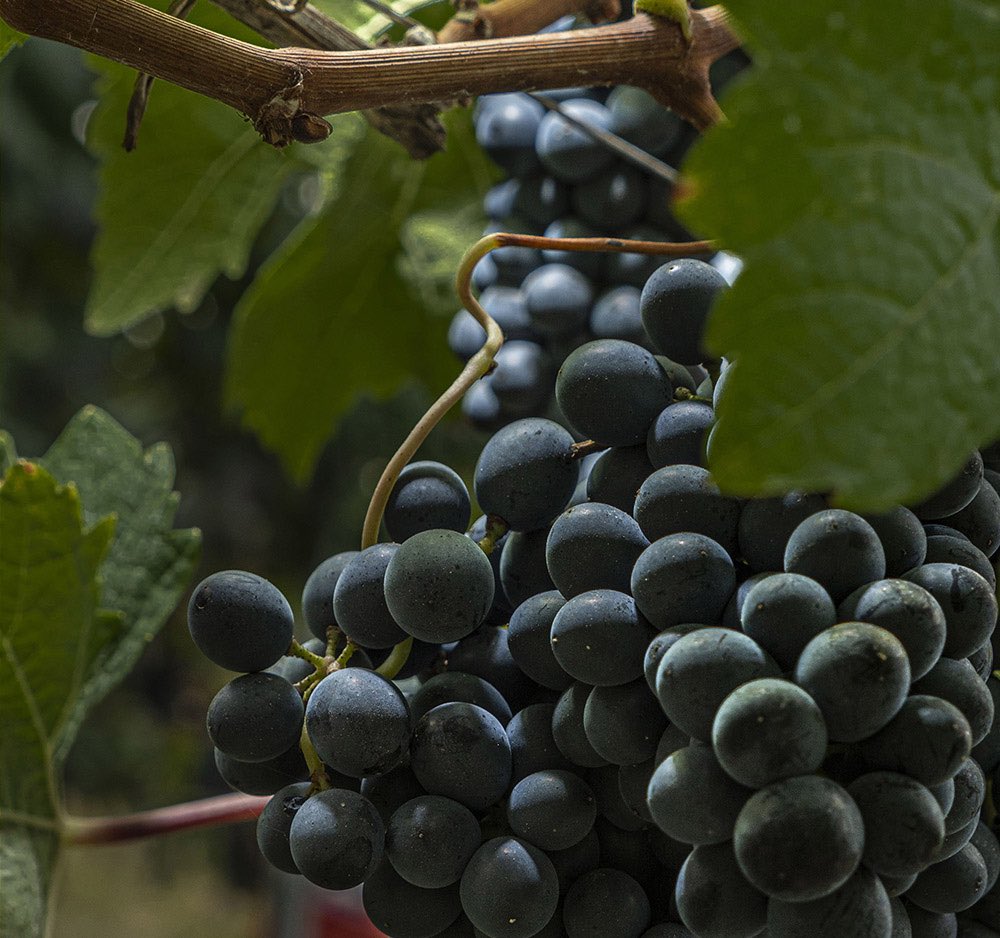 WineNewsIt's tweet photo. Anche se la #vendemmia nelle #Langhe è terminata la sua magia non finisce, perché rappresenta “la cura dell’uomo viticoltore del vino che sarà” come racconta il taglio dei #grappoli in una delle griffe simbolo del territorio e del #Barolo: #LucianoSandrone https://t.co/zebvUk6Fup