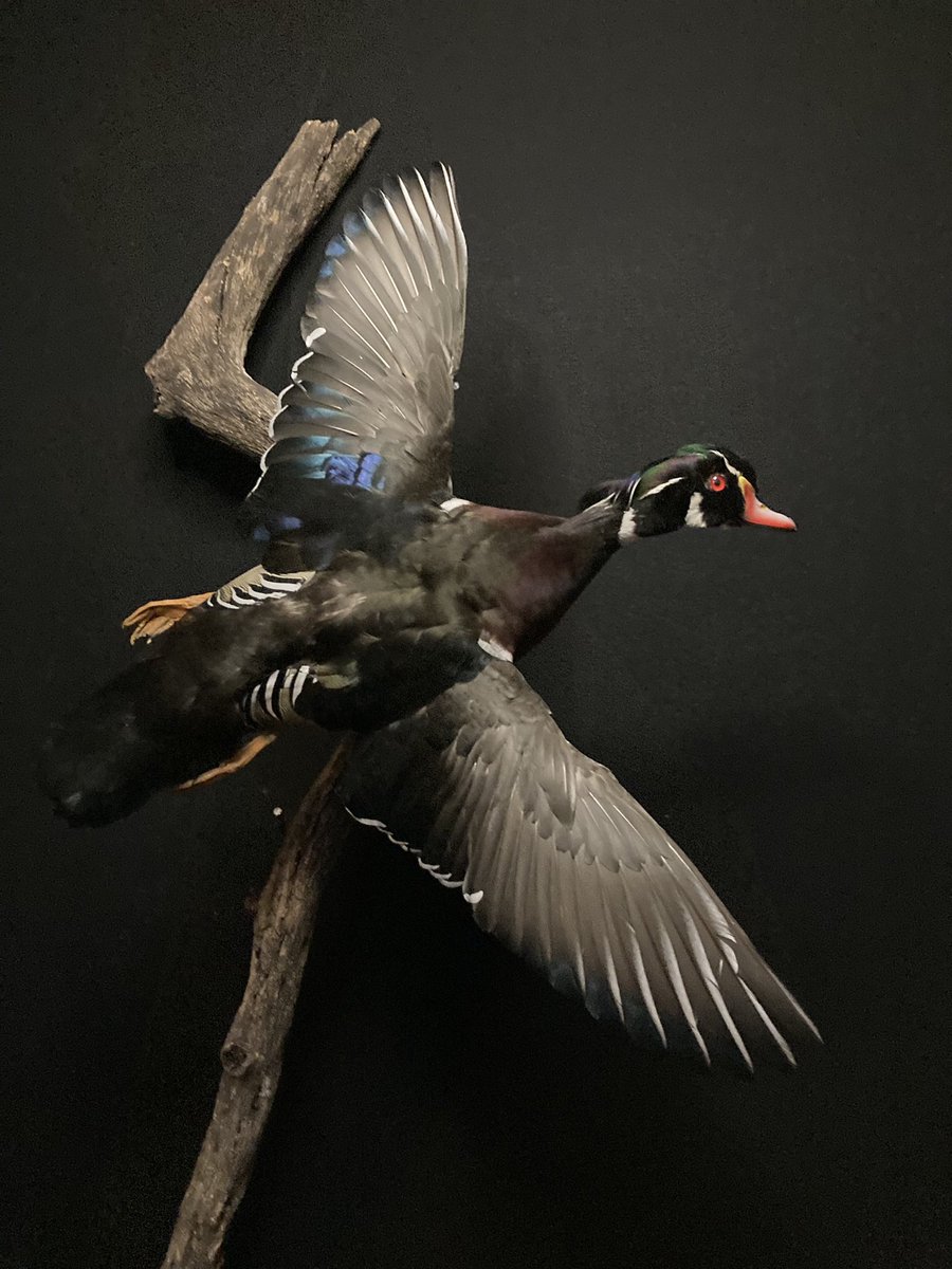 Brazos Bend Taxidermy tweet media