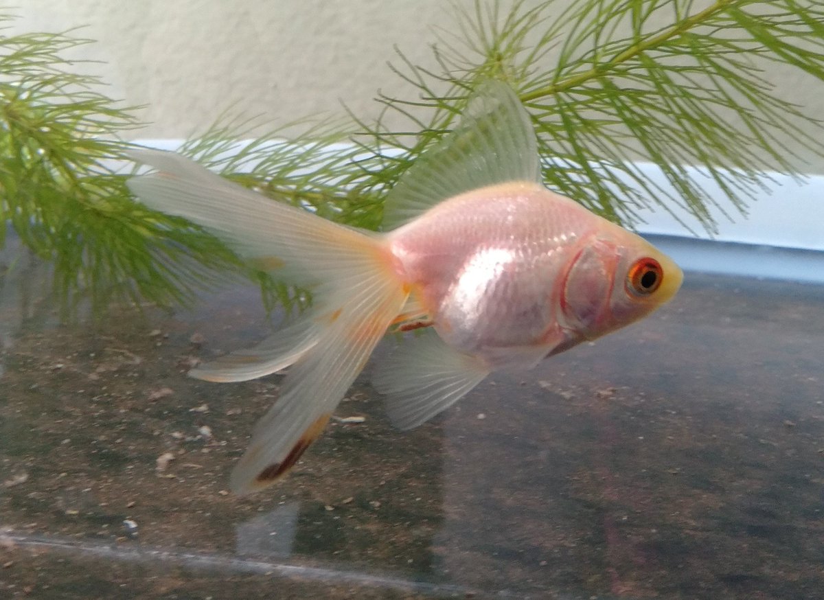 黒ソブ Twitter Search Twitter