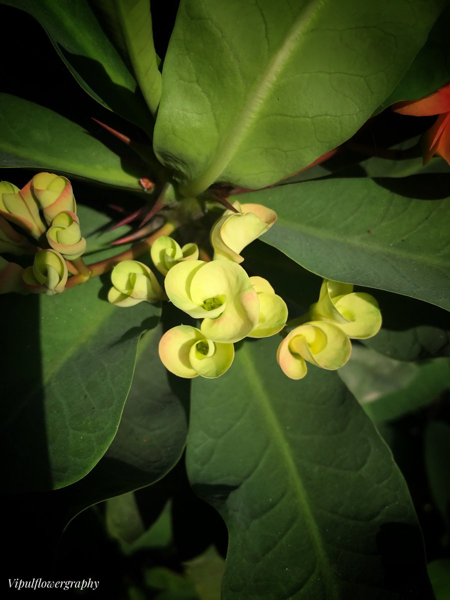 vipuletw's tweet photo. #SomethingUnique 
#Flowers #flowerphotography https://t.co/RTbkMvvTPi