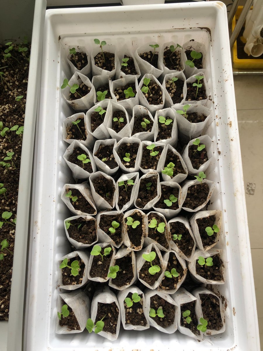 LisaZha93746434's tweet photo. #vegetable #radish #seeding101 #garden #GardenersWorld #gardening the cherry radish,Look forward to better harvest and share the joy with our friends https://t.co/aimuyJCiGe
