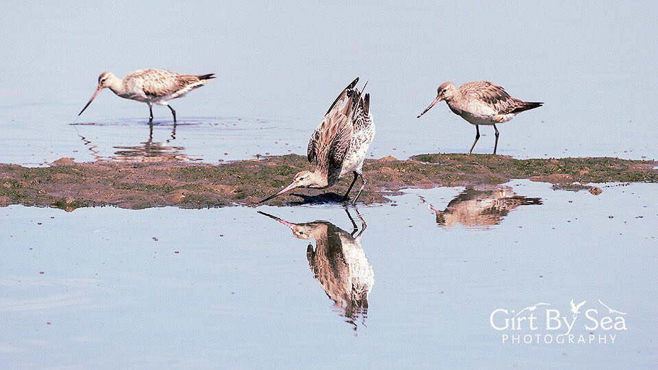 GirtBySeaPhoto's tweet photo. Sat 9 Oct is #WorldMigratoryBirdDay as our incredible Bar-tailed Godwits arrive back on the Parramatta River #Sydney. Admire from a safe distance as they recuperate on the mudflats & protect by keeping four-legged friends on-leash. Pic: #Wareemba #CanadaBay Oct 2020 #WMBD2021 https://t.co/ONnABKxHQm