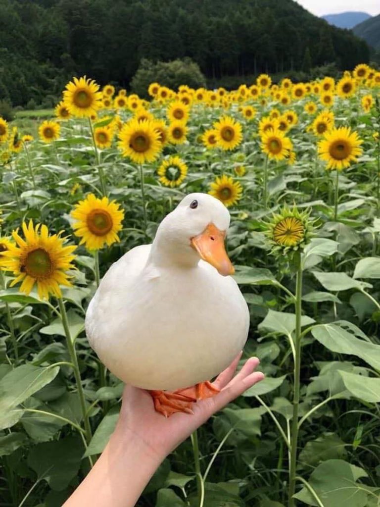 This duck makes me happy.